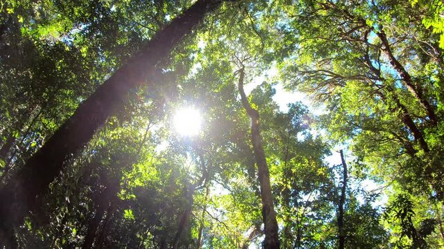 A breathtaking view of sunlight filtering through a dense forest canopy, illuminating vibrant green foliage. The scene captures the serenity and beauty of nature, inviting viewers to appreciate the tr