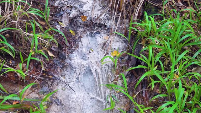 A mineral stream on slope of volcano with abundance of calcium-containing salt, gypsum-like sediment. The plants are covered with white salt. Sulawesi Island. Indonesia