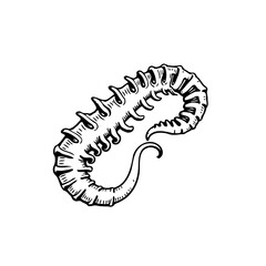 Detailed ink drawing of a curved marine invertebrate skeleton creature, reminiscent of ancient sea life morphology