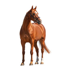 Obraz premium Beautiful chestnut horse equine mammal equestrian animal portrait farm ranch stable thoroughbred livestock isolated on transparent background
