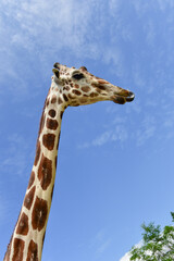 head giraffe in the wild