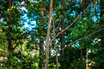 A slender young tree with few branches stands among dense green foliage in a sunlit forest during summer.