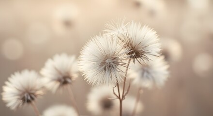 Obraz premium Soft Focus Macro of Delicate Dandelion Seed Heads in Warm Sunlight