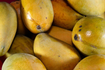 Pile of Egyptian fresh mango fruit with tropical delicacy, mangoes are nutritionally rich fruit with distinctive flavor, smell, taste, Awaisy or Ewes Mango fruit, stack of mangoes
