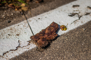 A dry piece of tree bark lies on a faded white road marking, surrounded by asphalt and scattered debris under sunlight.