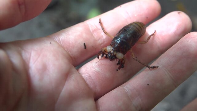 Probably a cicada larva with powerful claws. Rain Forest of Sulawesi Island indonesia