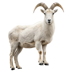 Obraz premium White mountain goat isolated on transparent background