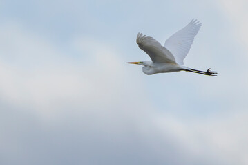 Great egret flying in the cloudy sky of Strycice, Czechia