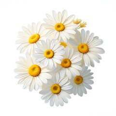 Fototapeta premium White Daisies Bouquet Yellow Centers Floral Arrangement