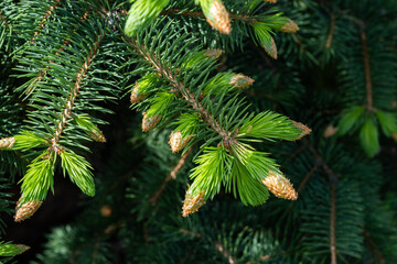 Green branch coniferous tree with young cones and buds.