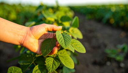 Close-up of a farmer's hand carefully examining the green leaves of a young soybean crop in a cultivated field.