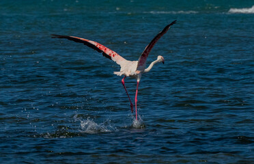 Flamingo starting to fly in the sea