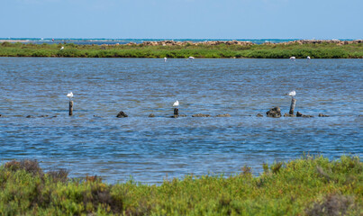 Seagulls over posts in the end of La Manga del Mar Menor