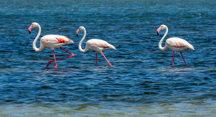 Group of 3 Flamingos in the sea