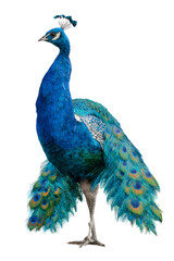 Obraz premium Clear photorealistic view of a peacock showing spread plumage, frontal angle, white background