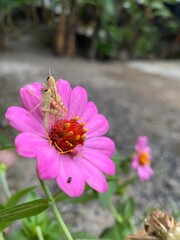 bee on pink flower, grasshopper on pink flower