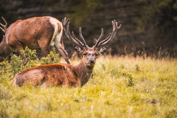 deer in the woods