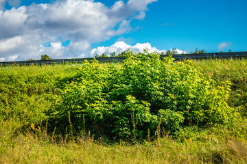 Fototapeta premium Dense green shrubs growing on a sloped grassy roadside under a bright blue sky with clouds and a visible metal guardrail.