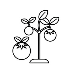 Minimalist Line Drawing of Tomato Plant with Two Tomatoes and Leaves in Monochrome Style – Botanical Garden Illustration