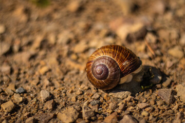 Close-up of a brown-shelled snail moving slowly across a sunlit, gravel-covered ground with shallow depth of field.