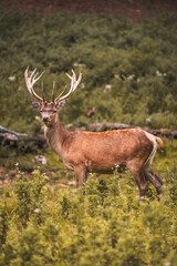 deer in the woods