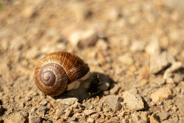 Close-up of a brown-shelled snail moving slowly across a sunlit, gravel-covered ground with shallow depth of field.