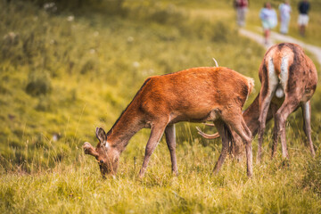 deer in the woods