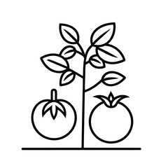Minimalist Line Drawing of Fruiting Plant with Leaves and Two Distinct Fruits in Monochrome Outline Style