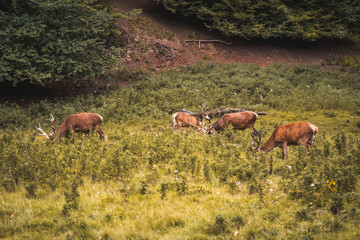 deer in the woods