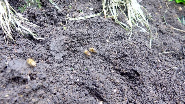 Wild bees Apis cerata fly to the mud in search of water. Rain Forest of Sulawesi Island, indonesia