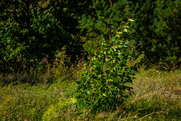 A small tree grows in a bright, grassy field surrounded by wild vegetation and forest trees under strong sunlight.
