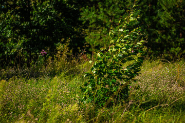 A small tree grows in a bright, grassy field surrounded by wild vegetation and forest trees under...