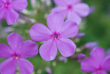 closeup purple phlox in a garden