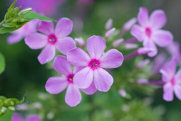 Obraz premium closeup purple phlox in a garden