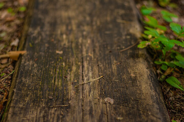 Detailed view of an old, mossy wooden plank path in a forest, surrounded by soil, small plants, and...