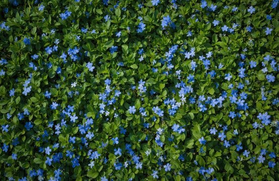 Periwinkle blue wildflowers carpet green foliage, creating vibrant summer garden scene. Tiny blossoms bloom profusely on evergreen groundcover, offering natural botanical beauty.