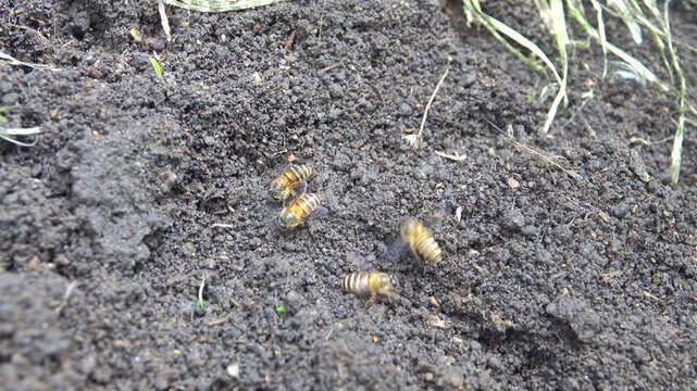 Wild bees Apis cerata fly to the mud in search of water. Rain Forest of Sulawesi Island, indonesia