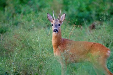 roe deer buck standing in a field among plants in summer.