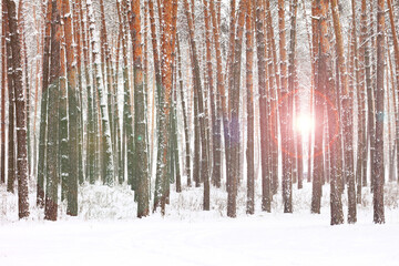 Beautiful winter landscape with white snow in pine forest at sunset