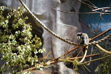 Emperor tamarin monkey sitting on rope in zoo enclosure with rock background