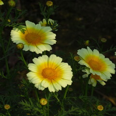Crown daisy or Glebionis coronaria white flower with green background 