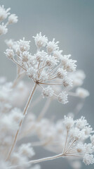Close-up of frozen Queen Anne\'s lace adorned with ice crystals against a soft gray background in winter\'s serene beauty