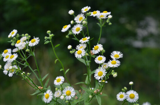 Daisy fleabane white flowering wildflowers blooming against natural green blurred field background. Summer environment , groundcover, flowering weeds . 