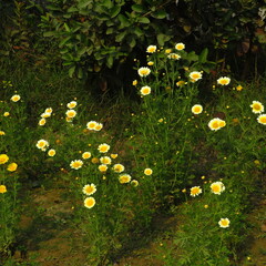 Crown daisy or Glebionis coronaria white flower with green background 