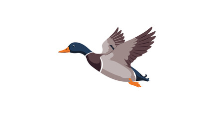 Fototapeta premium Majestic Mallard Duck in Flight, Nature's Graceful Aerial Acrobat