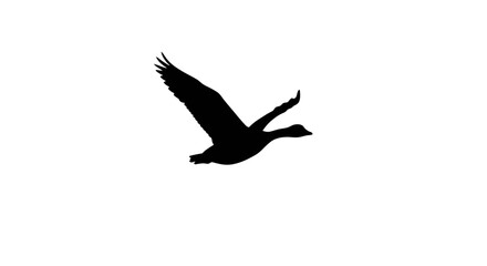 Obraz premium Soaring Silhouette A Goose in Flight - Capturing the Essence in an Image