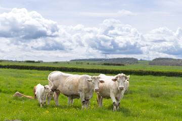 Charolais cattle grazing in green field in Saussey, France, under cloudy sky