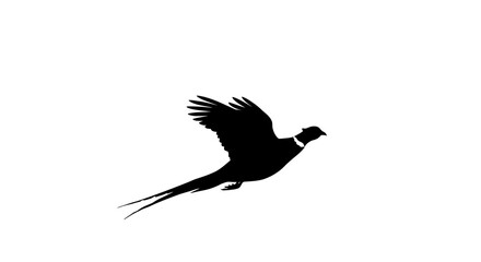 Elegant Silhouette of a Ring-Necked Pheasant in Flight A Natural Imagefx Creation