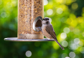 Sumpfmeise Poecile palustris