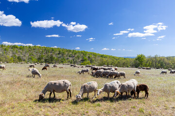 Fototapeta premium Flock of sheep grazing in a field in Provence, France, under a blue sky